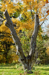 Fototapeta na wymiar Golden Fall Foliage Autumn. tree sign v