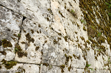 wall covered with moss