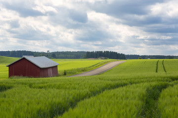 In the country side. An image of a wheat field on a cloudy day. An old barn is in the left. Image taken in Finland. - 119326382