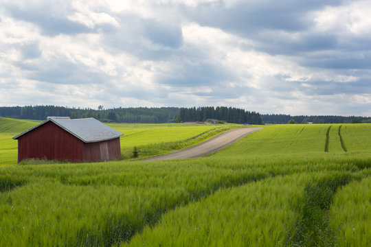 In the country side. An image of a wheat field on a cloudy day. An old barn is in the left. Image taken in Finland.