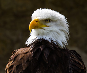 Weißkopfseeadler - Haliaeetus leucocephalus