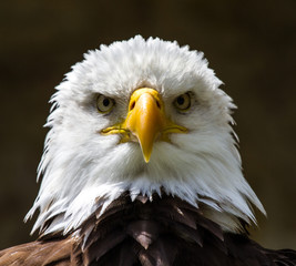 Weißkopfseeadler - Haliaeetus leucocephalus