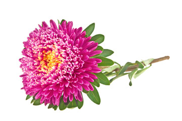 Aster isolated on white background