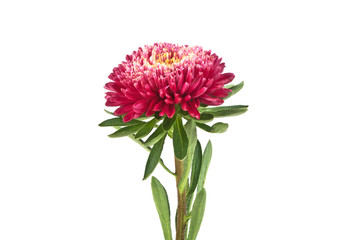 Red aster isolated on a white background