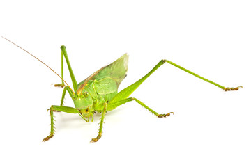 Fototapeta premium Grasshopper isolated on white background