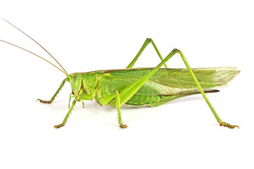 Grasshopper isolated on white background