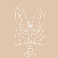 Lobster hand drawing. White contour sketch on beige background.