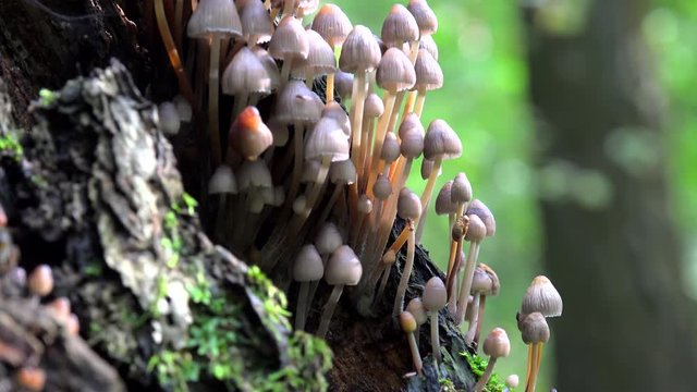 Clusters of Coprinellus disseminatus (Fairy inkcap mushroom) on a rotting tree trunk.