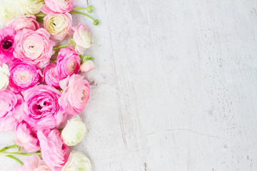 Pink and white ranunculus flowers