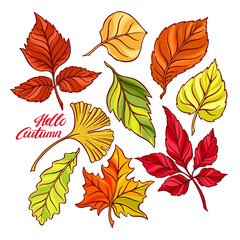Obraz premium set of autumn leaves