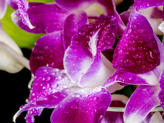 Dendrobium nobile in vase