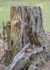 Close up of tree stump