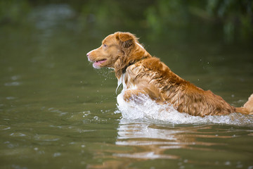 A dog is fetching the tennis ball from the water.