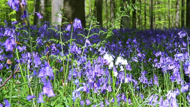 Bluebell flowers (Hyacinthoides) in Halle Forest, a mystical forest in Belgium.