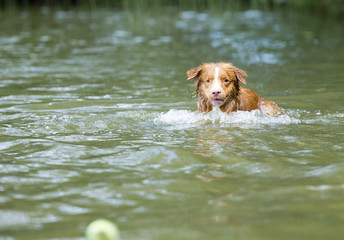 A toller is fetching the ball from the water. The dog is full of energy. The dog breed is Nova Scotia duck tolling retriever also known as the toller. 