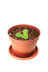 Three new leaves of violet flower