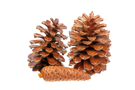 Three big wet pine cones
