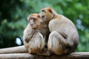 Berber Monkeys