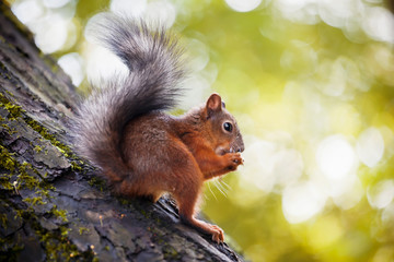 Squirrel with nut
