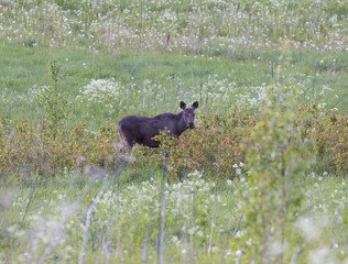 Young moose in the bushes. Image taken during the late evening.