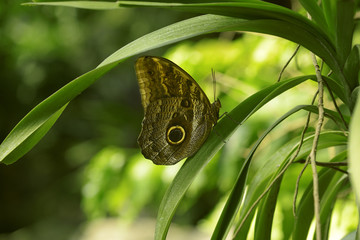 Mariposa tropical