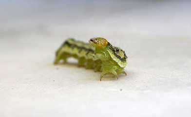  caterpillar