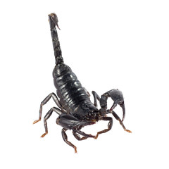 Image of scorpion on a white background.