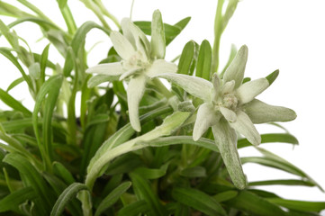 edelweiss