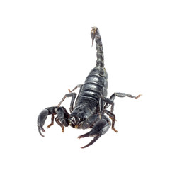 Image of scorpion on a white background.