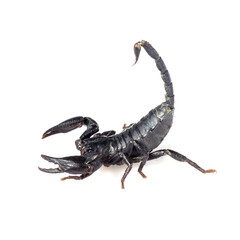 Image of scorpion on a white background.