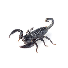 Image of scorpion on a white background.