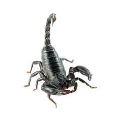 Image of scorpion on a white background.