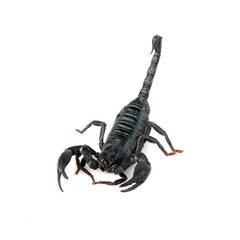 Image of scorpion on a white background.