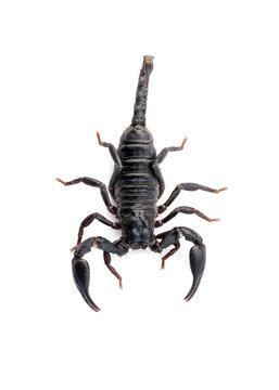 Image of scorpion on a white background.