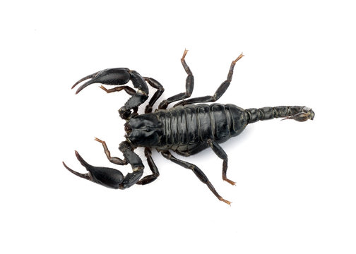 Image of scorpion on a white background.