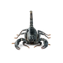 Image of scorpion on a white background.