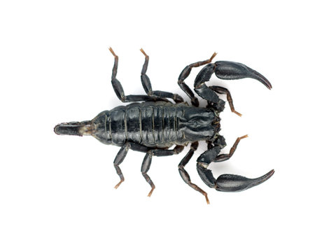 Image of scorpion on a white background.