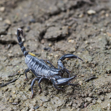 Image of scorpion on the ground.
