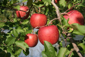 KINOKUNIYA BOOKSTORES JAPAN