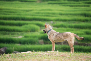 Obraz na płótnie Canvas Dog playing outside nature on green rice fields background 