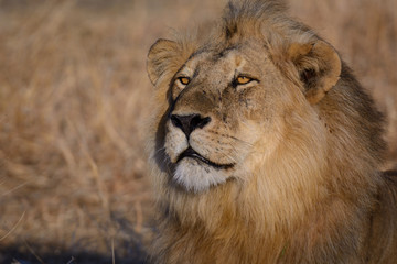 Lion (Panthera leo) Portrait. Ruaha National Park. Tanzania