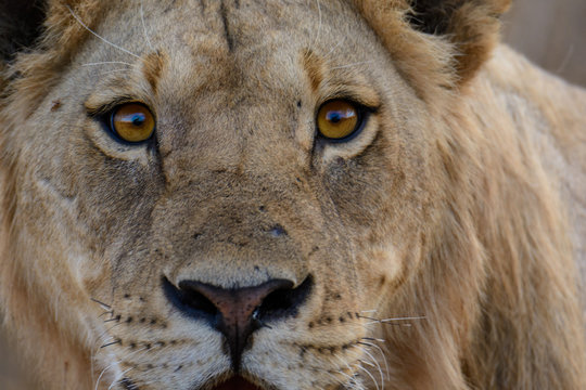 Lion, lioness,  (Panthera leo) Portrait. Ruaha National Park. Tanzania