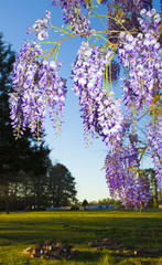 Hanging blooms