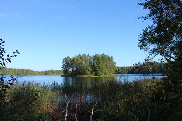 Fototapeta na wymiar Озеро в летнем лесу