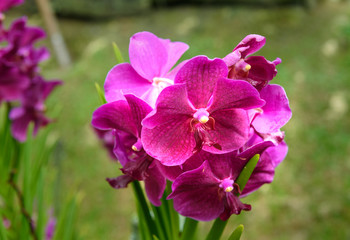 Obraz premium Vanda Penang Currency orchids