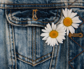 daisy in jeans pocket