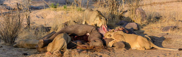 Obraz premium Lion (Panthera leo) feeding on an African bush elephant (Loxodonta africana). Ruaha National Park. Tanzania