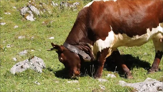 Kuh frisst auf der Alm