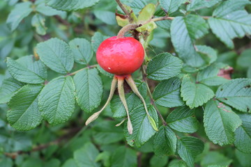Rosehip (Rosa) has a lot of cultural forms