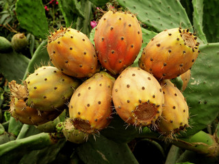 Früchte eines Feigen-Kaktus.